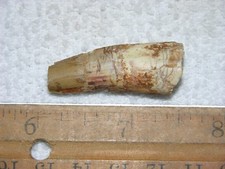 Dinosaur fossil tooth Spinosaurus Cretaceous Era bigger 1.5 inch long W1