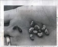 1977 Press Photo Tiny Tuber Root Seeds Hydrilla Eaten by White Amur Fish