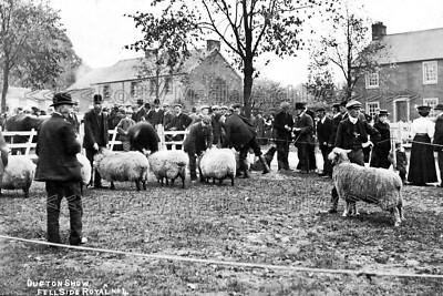 Dkk-100 Fellside Royal Show, Dufton Nr. Appleby, Westmorland. Photo