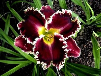 Pretty Day lily Imported Flower Bulbs Dark Red Pack of 2 bulbs
