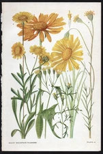 1928 Clements Rocky Mountain Flowers Vintage Botanical Print Aster Family