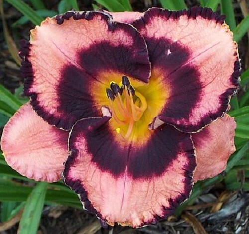 Dead of night 3 Daylily Fans Return and multiply yearly World's Finest - Picture 1 of 1