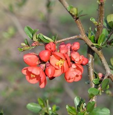 Zierquitte Mango Storm® 60-80cm - Chaenomeles
