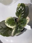 African Violet Plant ~ Hunter's Asystole — photo 2