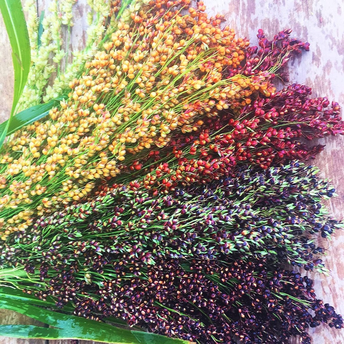 Rainbow Colors Broom Corn Seeds - 125+ Count Packet - Sorghum