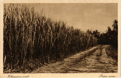 PC CPA Ripe cane INDONESIA (a14934)