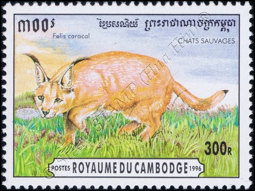 Gatti piccoli (MNH) - Foto 4 di 7