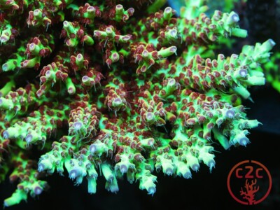 OG Strawberry Shortcake Acro - Live Coral Frag SPS