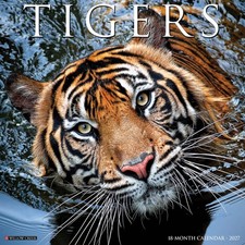 Tigers 2027 12" x 12" Wall Calendar(free shipping)