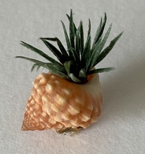 Ancienne plante succulente avec véritable jardinière coquillages de mer