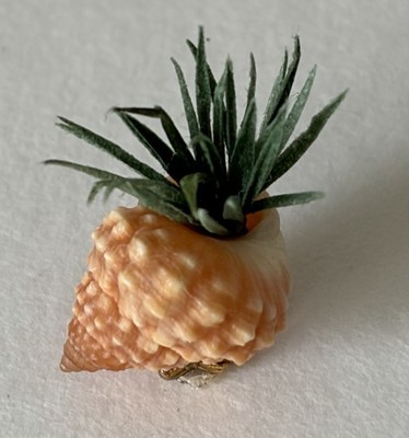 Vintage Succulent Plant wReal Sea Shell Planter