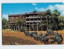 Postcard Elephants at Treetops Kenya