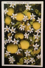 Miami Florida Postcard Vtg Early 1900s Grape Fruit in Bloom Flowers Citrus Antiq