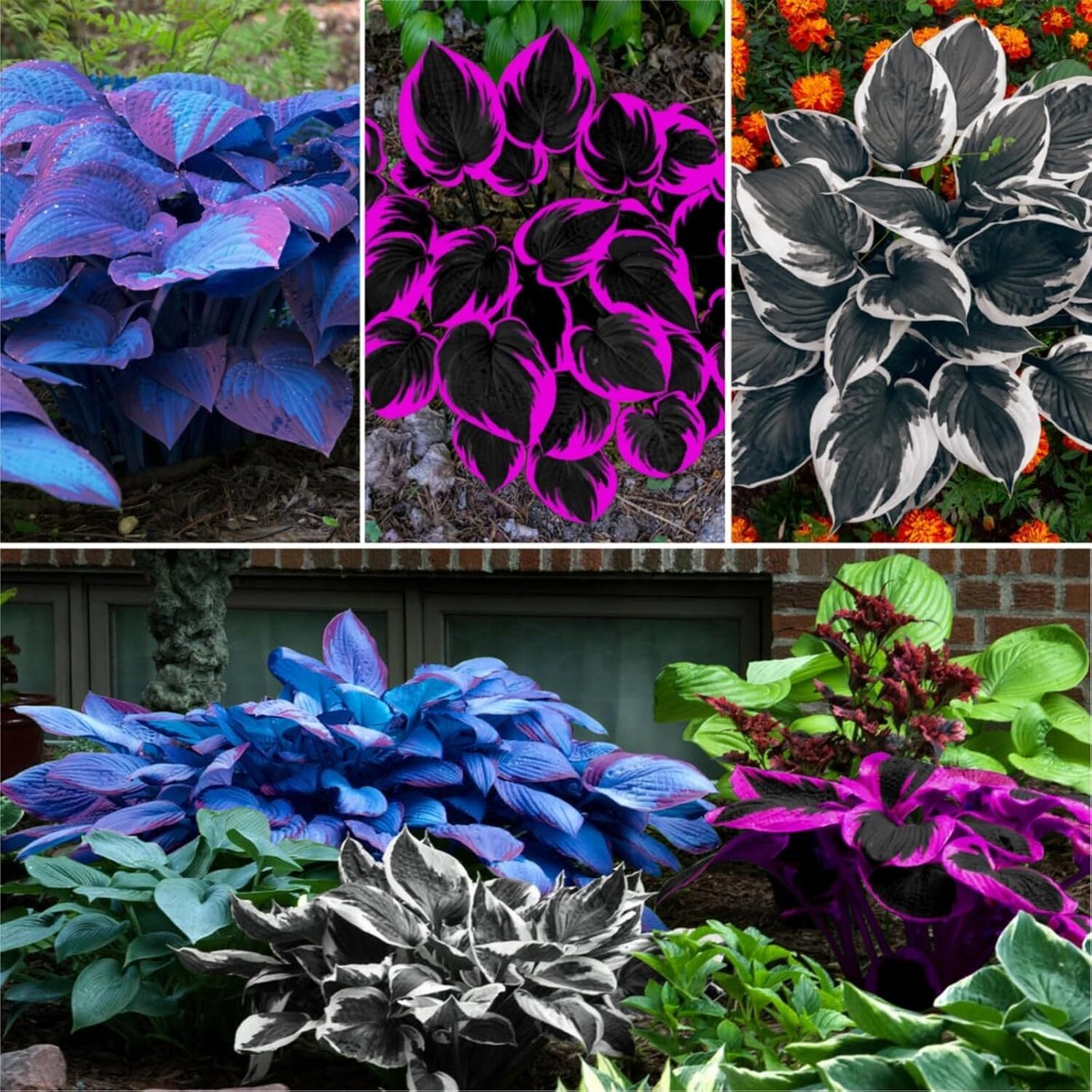 do fiddle leaf figs flower Fiddle Leaf Fig Tree