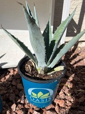 Blue Agave Americana Live Plant – Century Plant Succulent 4–6" Pot