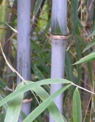 groer kaktus online kaufen Melocactus peruvianus SAMEN