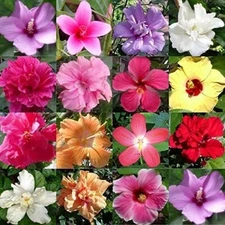 100 Mixed HIBISCUS SEEDS