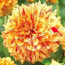 Dahlia GLORIOSA 1 Live Flower Plant Bulb Tuber YELLOW RED VARIEGATED