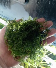 Grande Porzione di Muschio Java Moss Per Acquario 