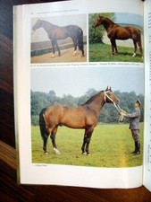 Pferdezucht DDR * Warmblut Vollblut Trakehner * bekannte Hengste * Schwark 1984