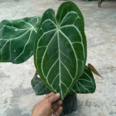 where can you find aloe vera plant 3-5 FT Aloe Vera