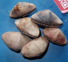 Seeds Thevetia peruviana Bell Tree Yellow Oleander Seeds from Tanzania