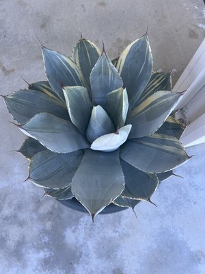 LG Specimen! - Agave Parryi Truncata 'Orizaba Beautiful!! | eBay