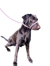 Stop Pull Fits All Dog All in one Headcollar Lead / Halter /Head Collar To
