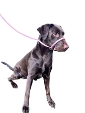 Stop Pull Fits All Dog All in one Headcollar Lead / Halter /Head Collar To