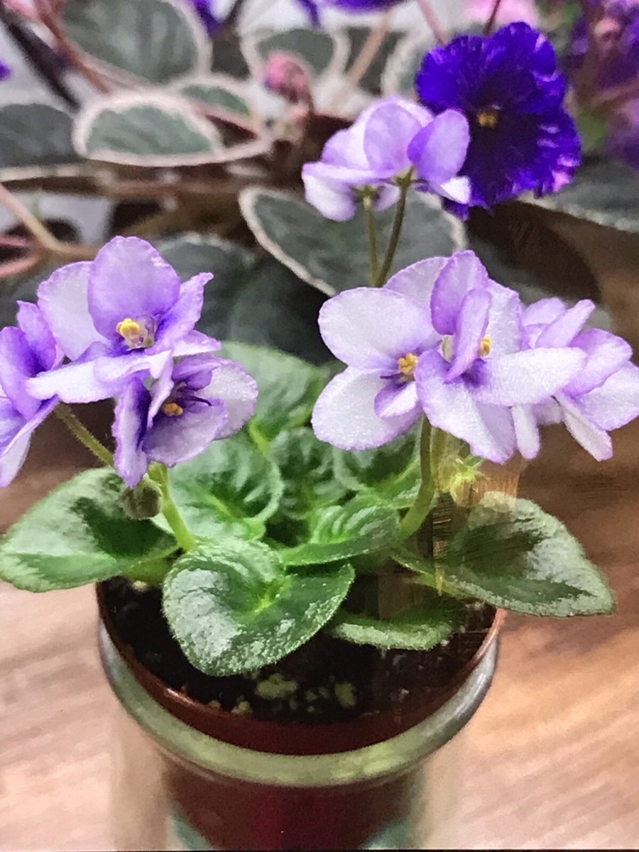 African violet Plant “First Prize” (Semi miniature) | eBay