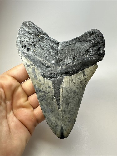 Megalodon Shark Tooth 5.50 inch - Huge - Wide Fossil - Authentic - Real 18744 - Picture 8 of 8