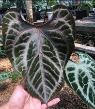 Anthurium Muchlis x red crystalinum  include phytosanitay and import permit to