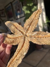 Dried Starfish and Sea Urchins for Home Decor