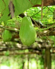 10  Chayote Non Spinoso da Semina Non Trattato - Piante Zucca Spinosa Liscia
