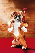 Poster Studio B - Knock Out Dog Boxing Animals 24x36" NEW Wall Art CJ1521