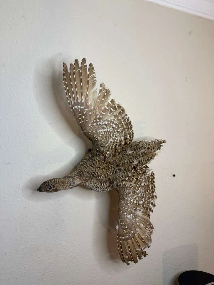 Montaje de taxidermia urogallo Sharptail Foto 4 de 4