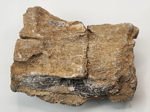 Sauropod Caudal Vertebra Fossil - Likely El Mers Fm. - Morocco - Picture 6 of 9