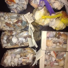 Seashell Lot Scented Bundle New Huge Bundle