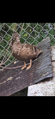 6 + Call Duck Hatching Eggs