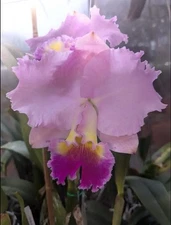 Cattleya Horace ‘Maxima’ X Self Large Frilly Fragrant Pink Purple Orchid 4” Pot