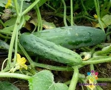 25+ Marketmore 76 Cucumber Seeds for Garden Planting - USA - FREE SHIPPING!