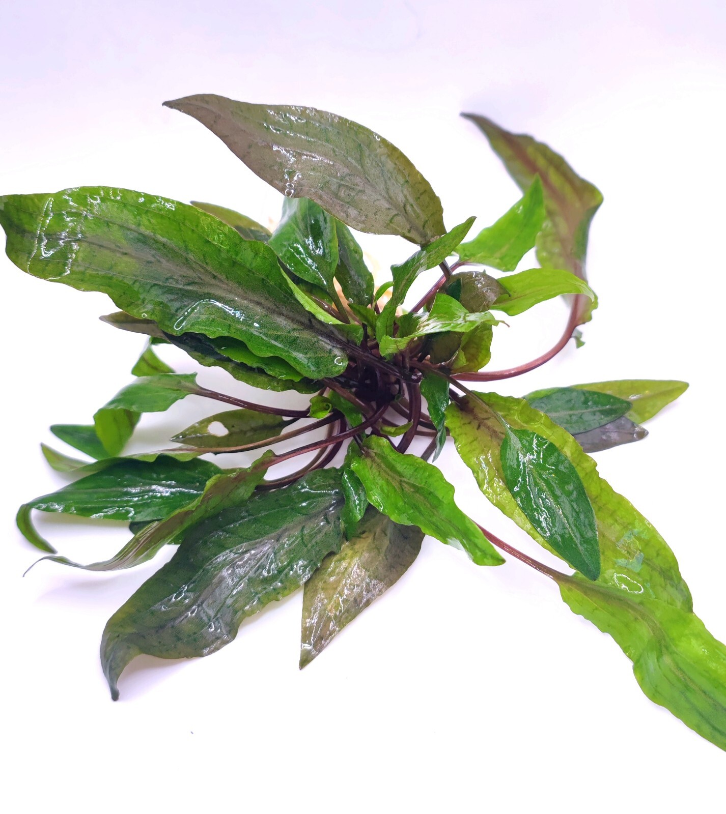 Cryptocoryne undulata Tropica Aquarium Plant Shrimp Safe eBay