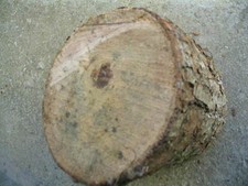 BOIS DE CHENE POUR TOURNEUR 11cms de diamêtre sur 12 Cms de Hauteur