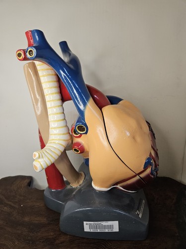 Sargent Welch 95155 Large Visible Pumping Heart School Model Doctors Office Deco - Picture 2 of 22