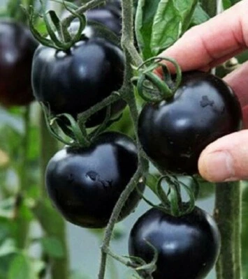 Semillas de tomate negro raras | 100 semillas | Cultiva tu propia comida | Tomates negros exóticos