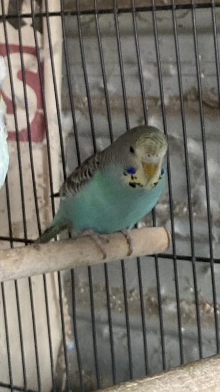 small aussie parakeet