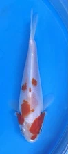 4-5” Excellent Kohaku Live Koi Fish #214
