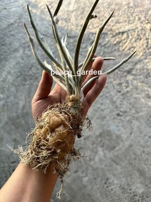 5-6CM Caput-medusae Astrophytum RootTuber Succulent Cactus Plant seedgrowth.