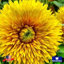 500 Calendula Seeds - Pacific Beauty Mixture Non-GMO