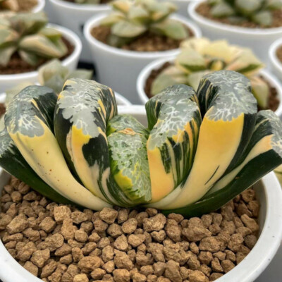 4-5cm Succulent plants Haworthia truncata variegata Home Garden beautiful Plants
